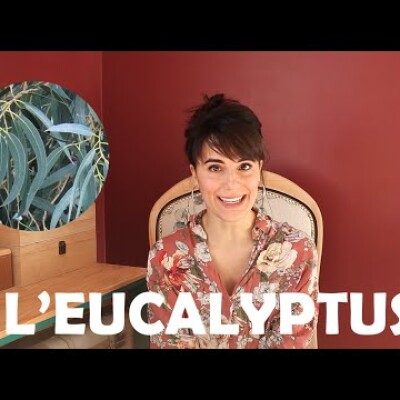 L'huile essentielle d'Eucalyptus pour reprendre son souffle cover