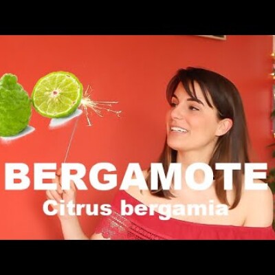 L'huile essentielle de Bergamote - Citrus bergamia (et olfaction) cover