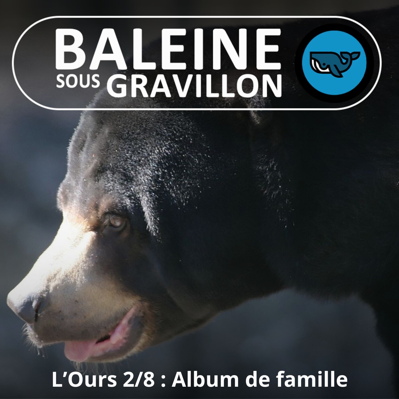 S05E23 L'Ours 2/8 : L'album de famille des 8 espèces (Rémy Marion)