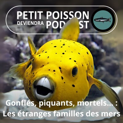S02E21 Les autres "Dents de la mer" : Les Tétraodontiformes 1/7 (Poisson-ballon, -hérisson, -coffre, -lune, -lime -bourse et Baliste) cover