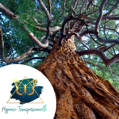 Hypnose Transpersonnelle® 275 : Conscience sur une autre planète, Arbres gardiens, Solitude choisie cover