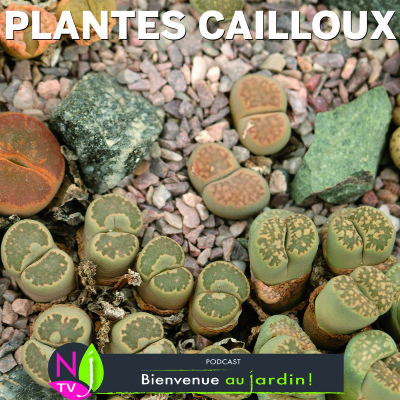 HISTOIRES BOTANIQUES: QUAND LES CAILLOUX SE METTENT À FLEURIR… cover