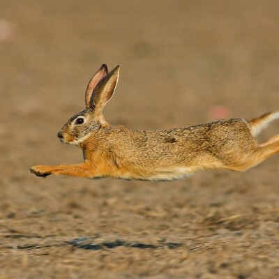 Episode - 18 - Filet de lièvre, poélée légumes d'hiver, champignons sautés cover