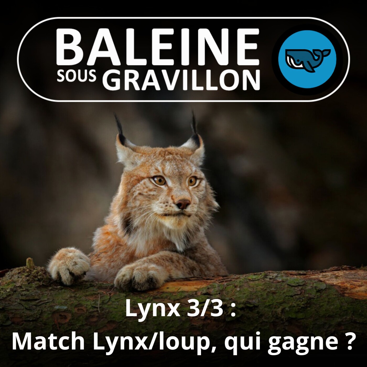 S06E61 Dans l'œil du Lynx 3/3 : L'étonnant gagnant du match loup/lynx (Laurent Geslin)