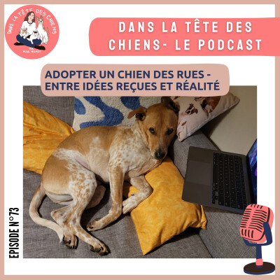 Adopter un chien des rues - entre idées reçues et réalité cover
