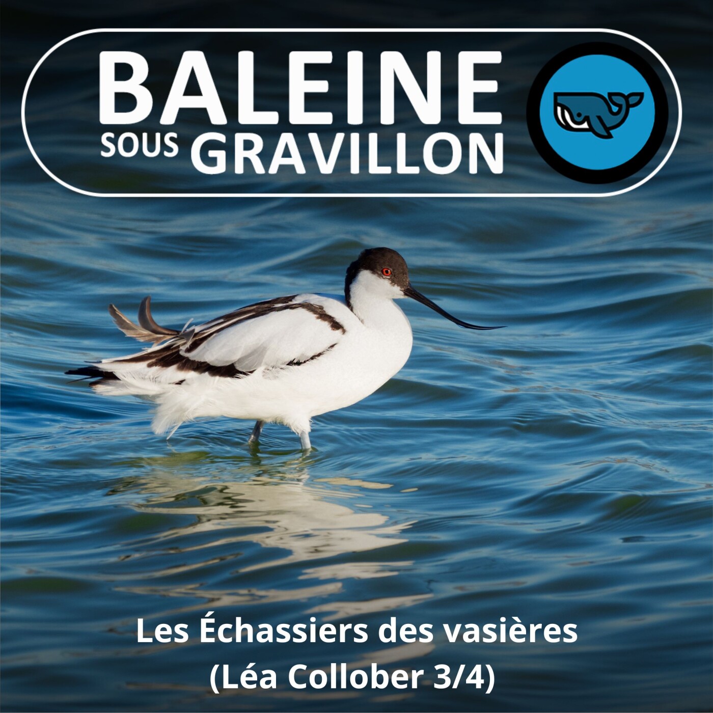 S02E50 Les Échassiers des vasières, Léa Collober 3/4 (cinéaste animalière)