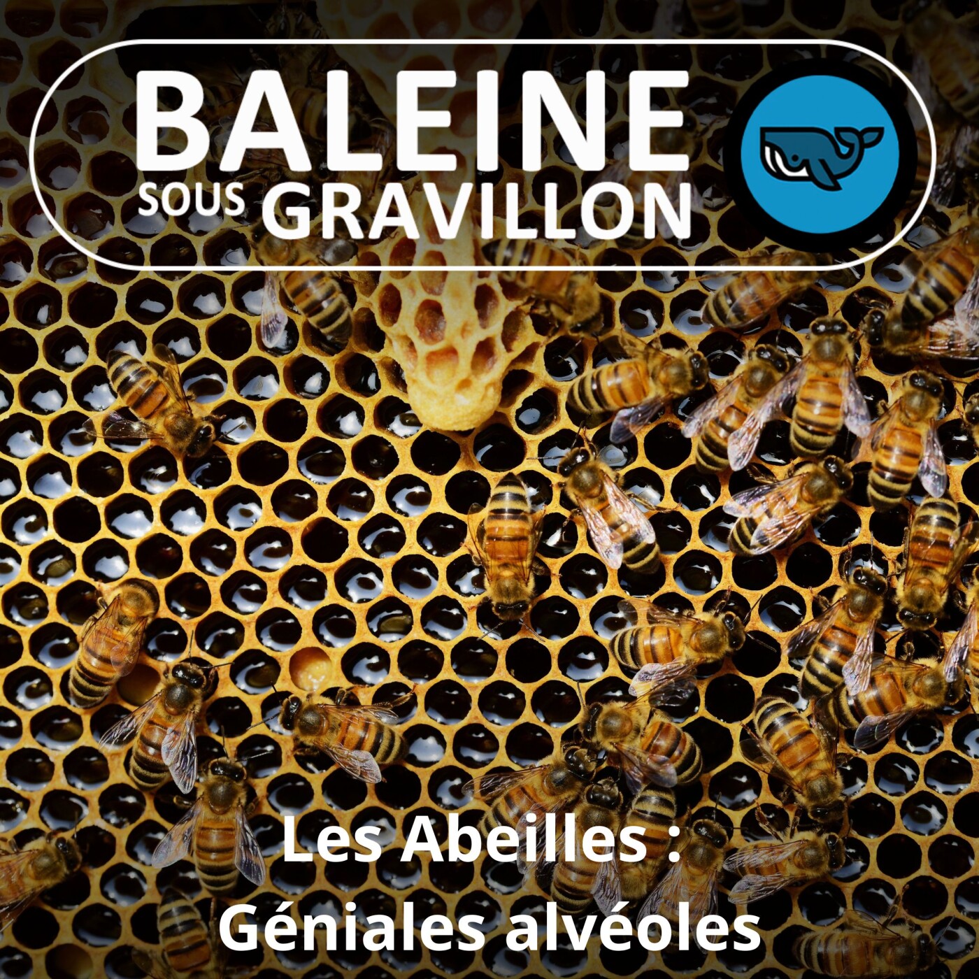 S01E07 L'alvéole des abeilles : La construction la plus géniale du Vivant ?