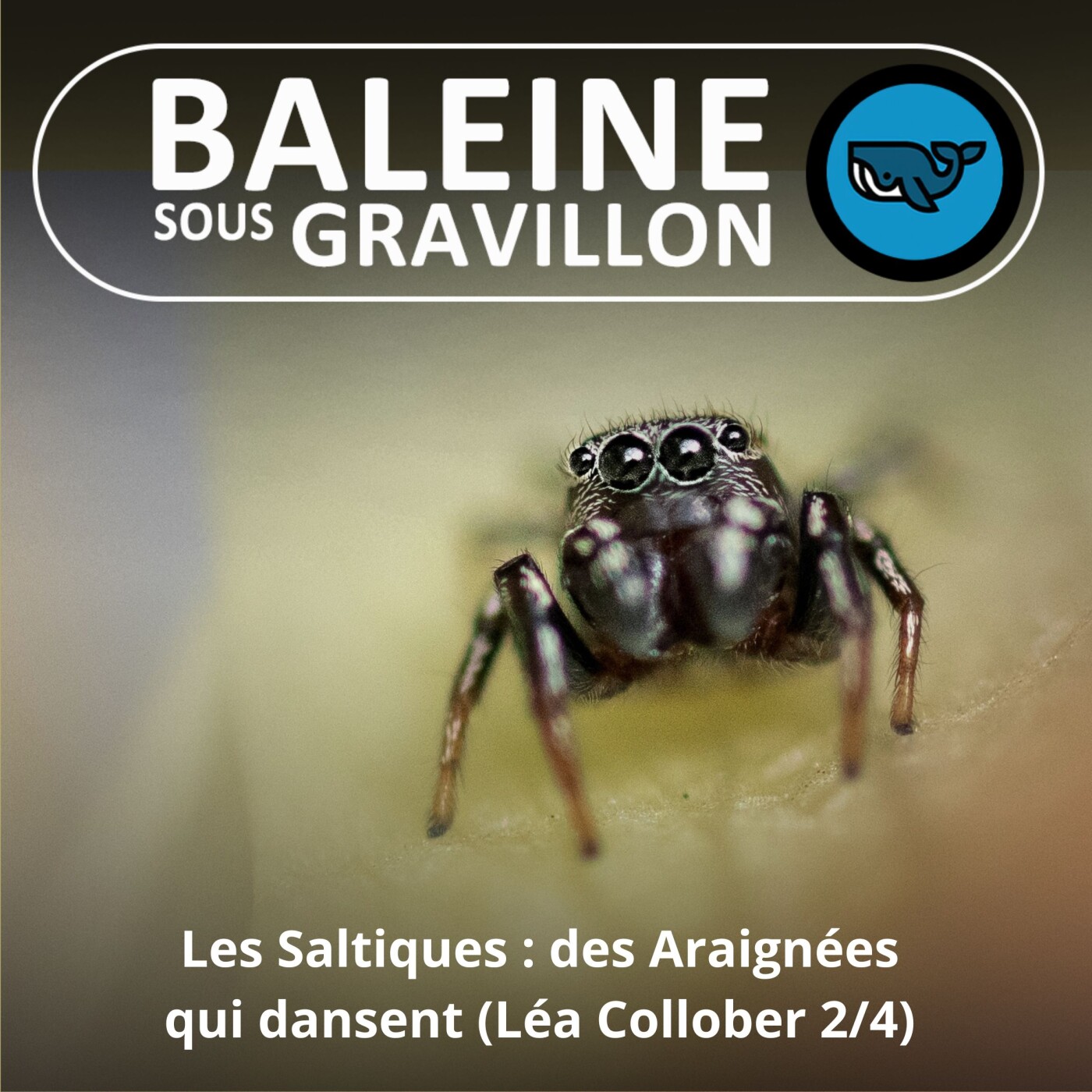 S02E49 Les Saltiques : Des araignées qui dansent, Léa Collober 2/4 (cinéaste animalière)
