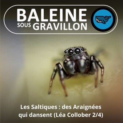 S02E49 Les Saltiques : Des araignées qui dansent, Léa Collober 2/4 (cinéaste animalière) cover