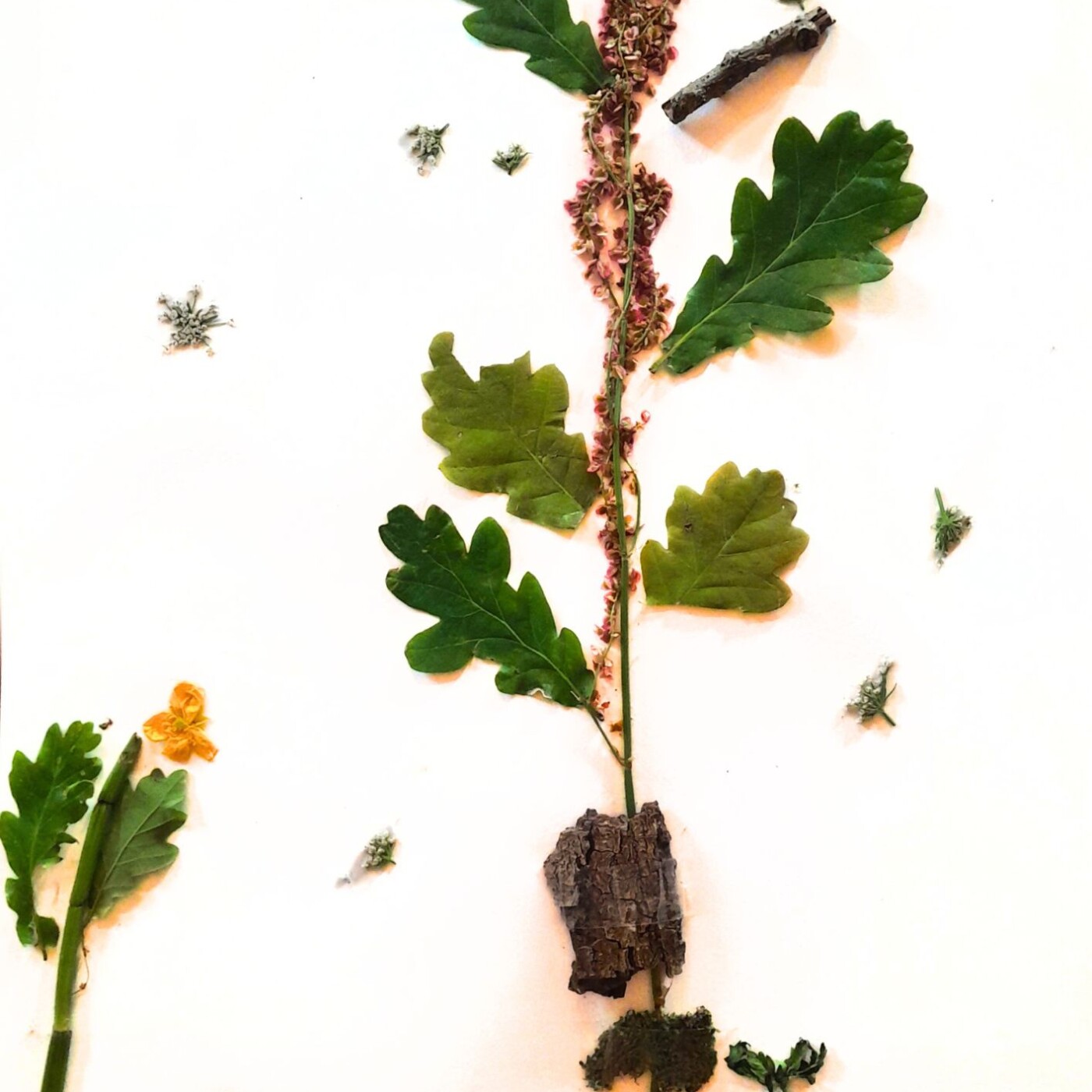 Malo: La Gigantollante