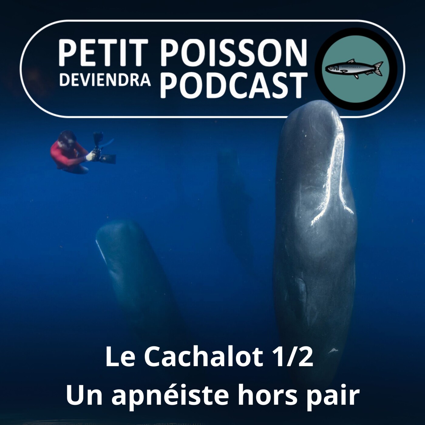 S03E31 Le Cachalot 1/2 : Les secrets d'un champion d'apnée (Bill François) episode artwork