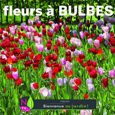 PAROLES D'EXPERTS: LES BULBES DE PRINTEMPS cover