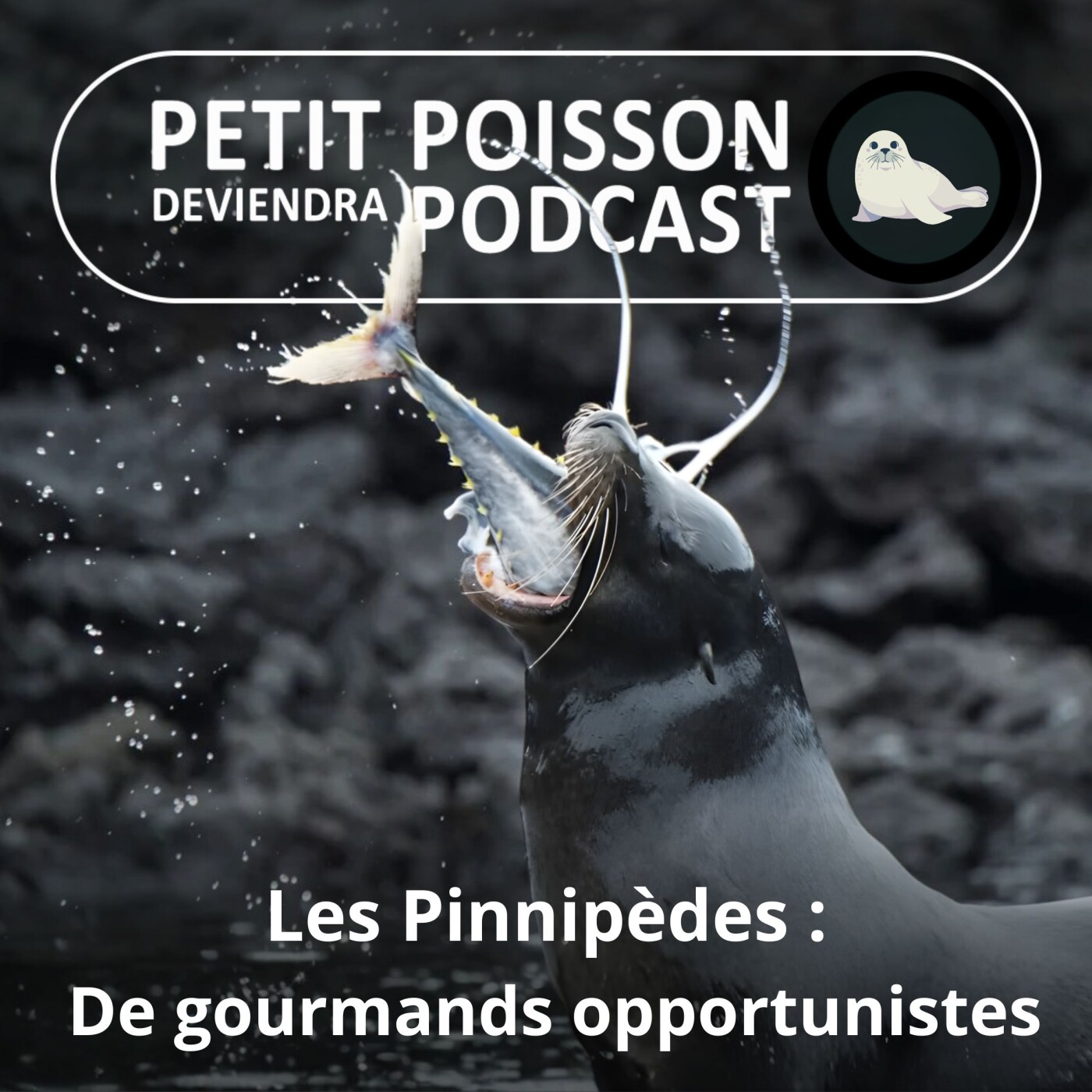 S05E31 Les Pinnipèdes : De gourmands opportunistes