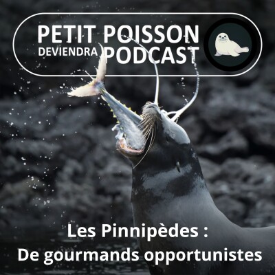 S05E31 Les Pinnipèdes : De gourmands opportunistes cover