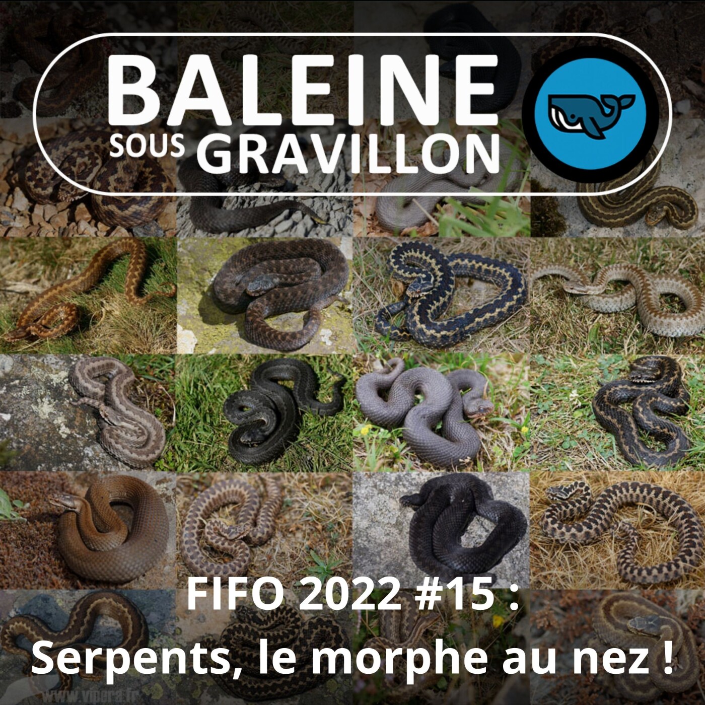 FIFO #15 : Le morphe au nez (Corentin Foucher et David Leduc)