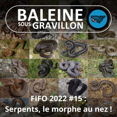 FIFO #15 : Le morphe au nez (Corentin Foucher et David Leduc) cover