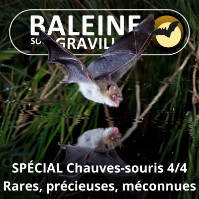 SPÉCIAL Chauves-souris 4/4 : Rares, précieuses, mal connues (François Moutou) cover