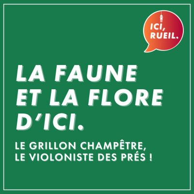 La Faune et la Flore d'Ici : Le grillon champêtre, le violoniste des prés ! cover