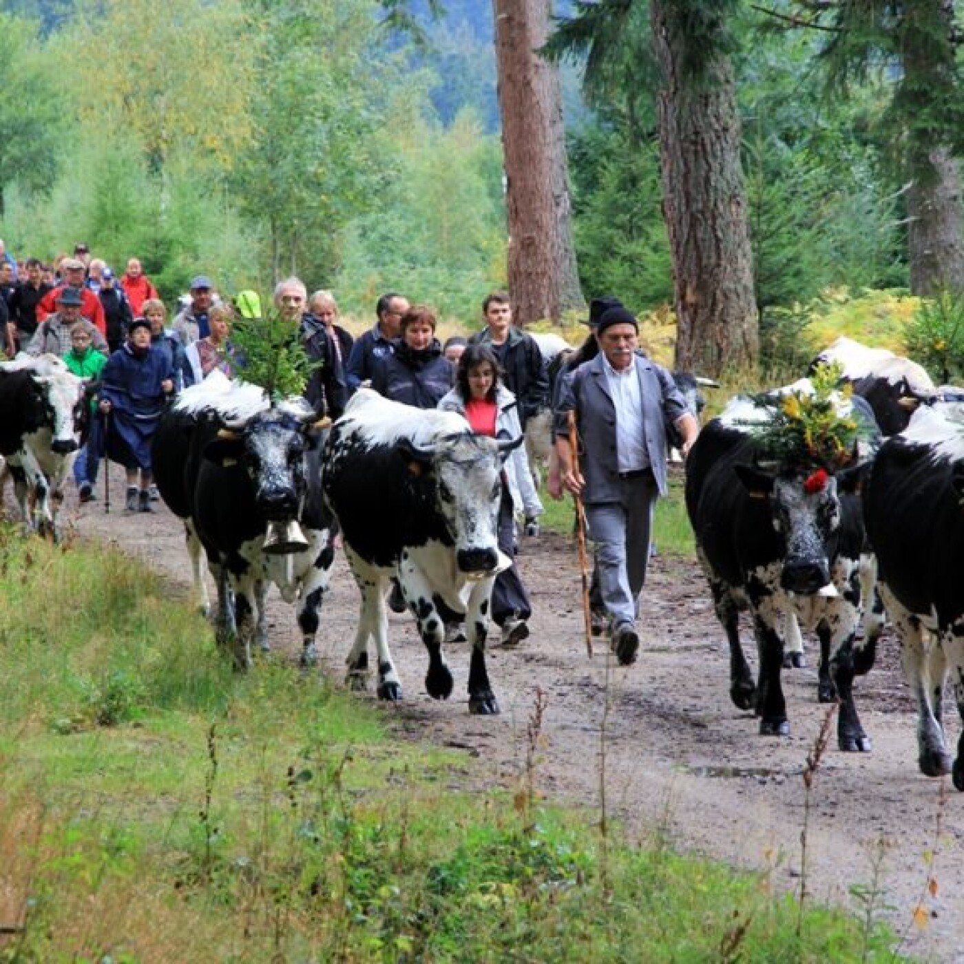 Munster : La fête de la transhumance et de la tourte episode artwork