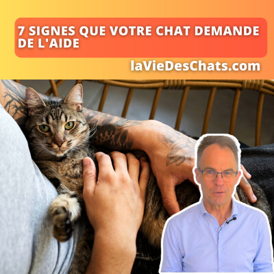 Votre chat vous demande de l’aide dans ces 7 cas cover