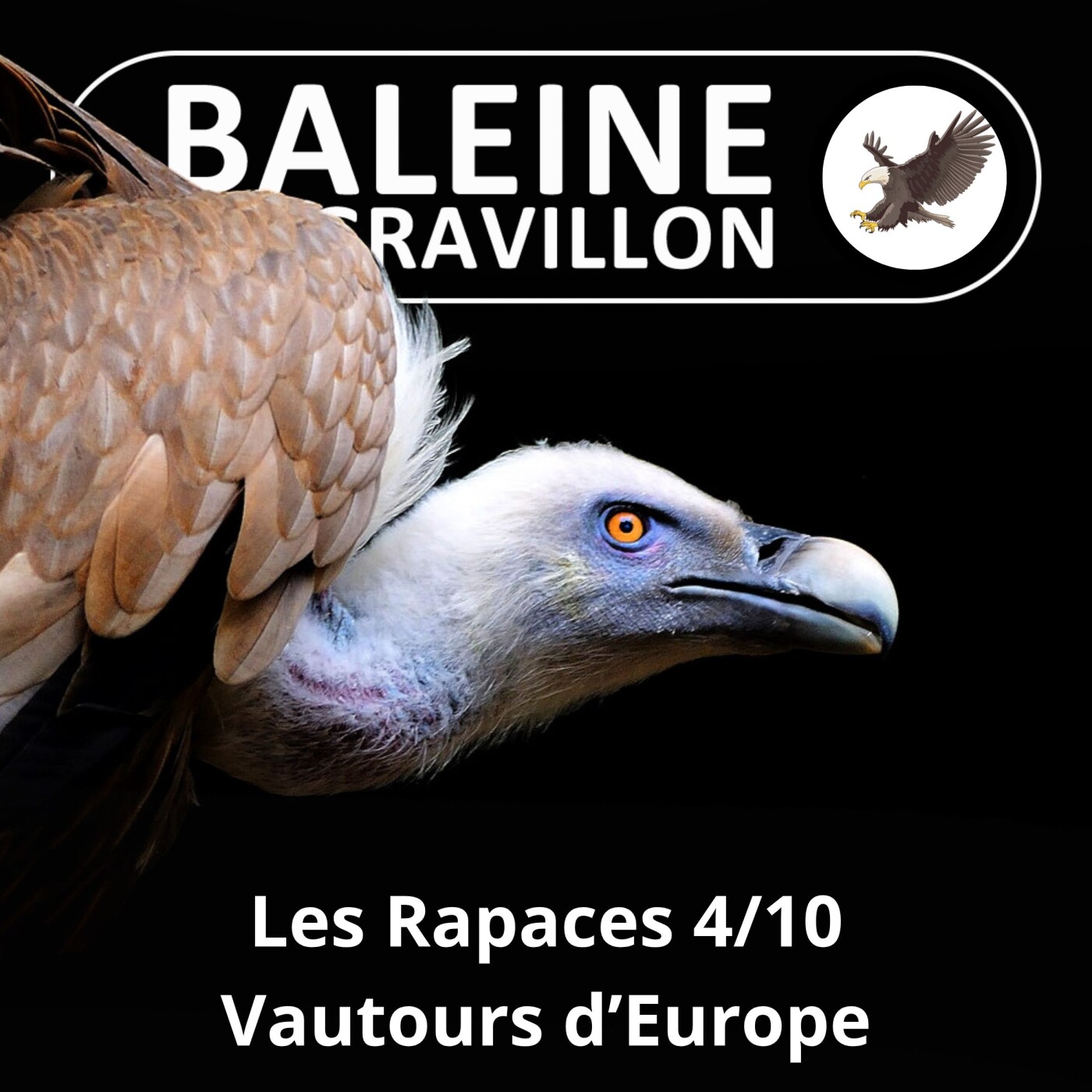 S02E106 Les Rapaces 4/10 : Vautours d'Europe episode artwork