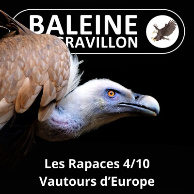 S02E106 Les Rapaces 4/10 : Vautours d'Europe cover