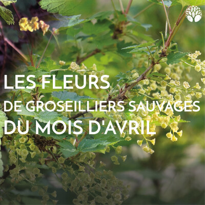 Les fleurs de groseilliers sauvages du mois d'avril ! cover