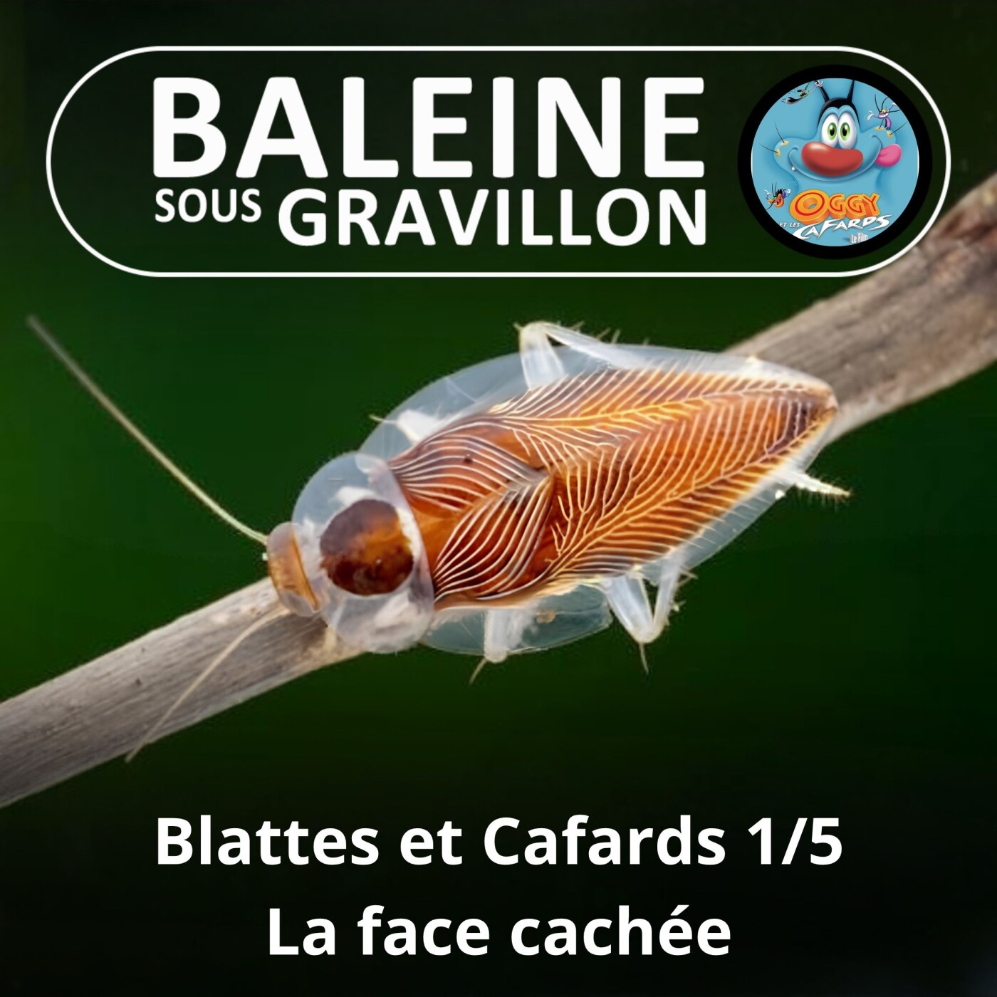 S05E17 Blattes et Cafards 1/5 : La face cachée... des insectes les plus haïs (Philippe Grandcolas) episode artwork