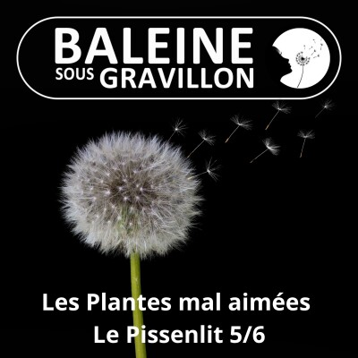 S03E30 Ces plantes mal aimées pourtant si utiles 5/6 : Le Pissenlit (Ludivine Delamare) cover