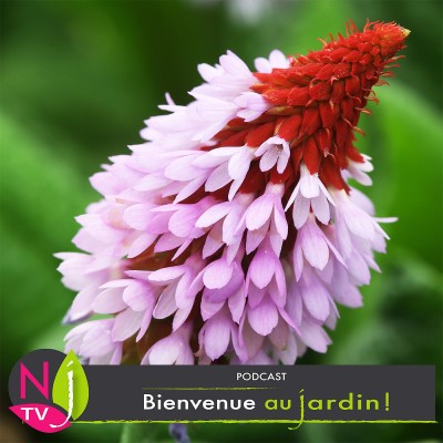 LE DOSSIER: LES PRIMEVÈRES,  MIEUX LES CONNAÎTRE ET BIEN LES CULTIVER cover