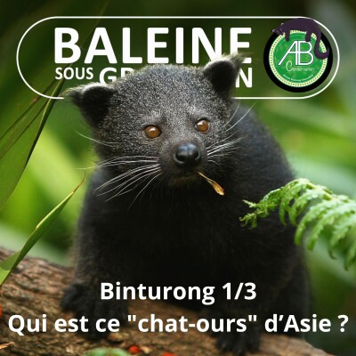 S07E135 Le Binturong 1/3 : "Chat-Ours" ou "Singe-Tigre" ? (Pauline Kayser et Géraldine Véron) cover