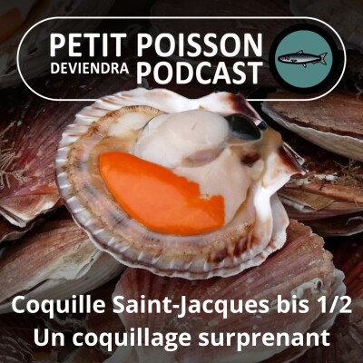 S03E24 Le retour de la Coquille Saint-Jacques 1/2 : Un coquillage surprenant cover