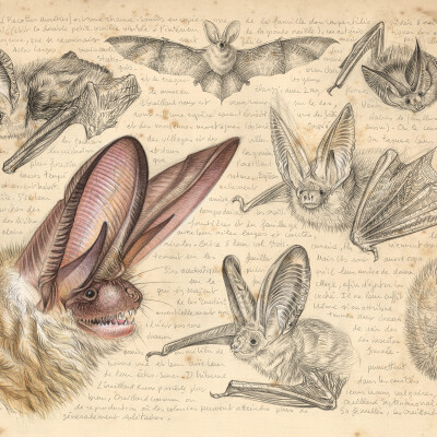 S02E28 Les Chauves-souris 4/4 : Des pouponnières collectives, François Moutou (vétérinaire, épidémiologiste) cover