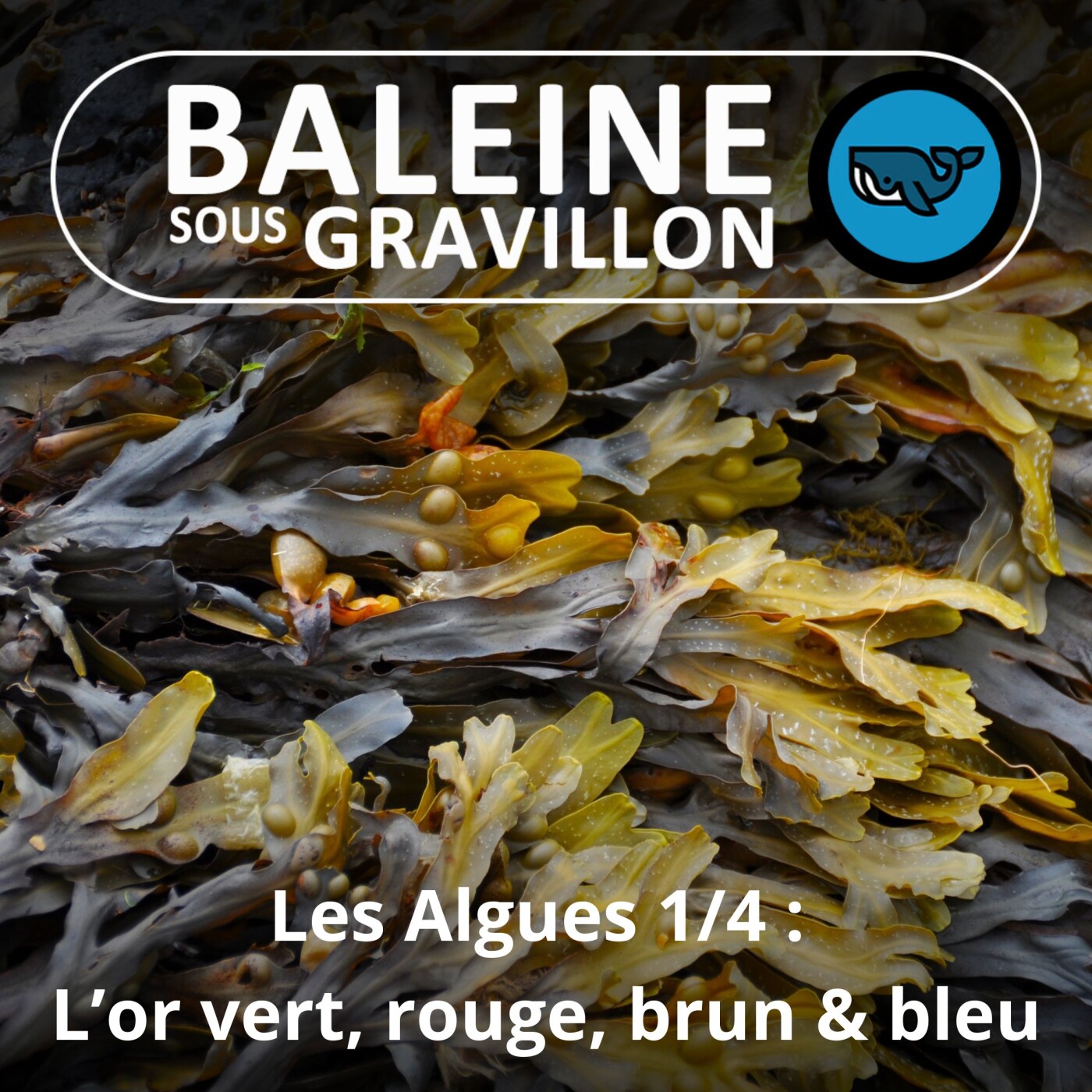 Baleine sous Gravillon