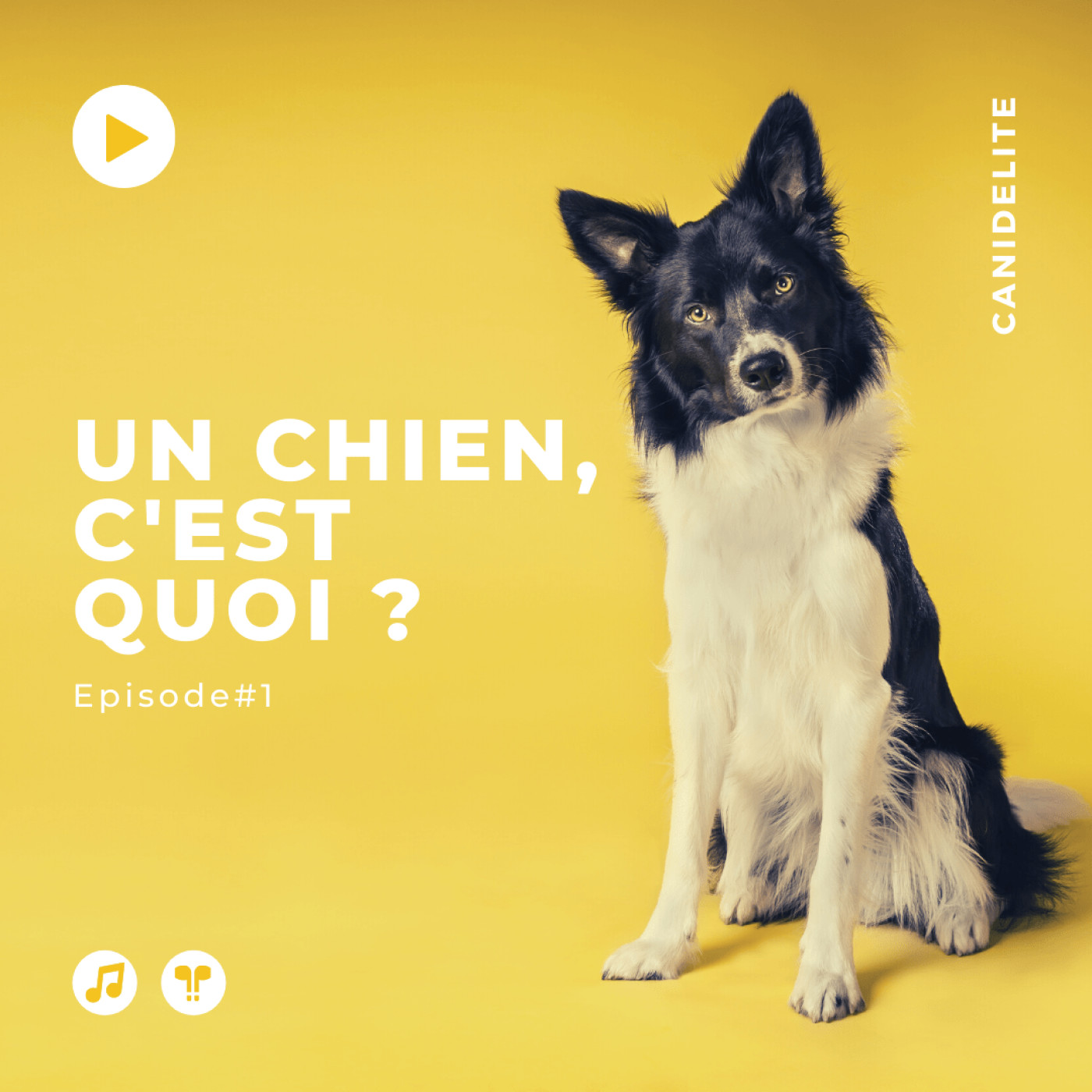 Episode #1 : Un chien, c'est quoi ?