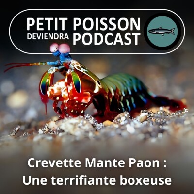 S03E42 Crevette Mante Paon : La meilleure boxeuse du monde ! (Bill François) cover