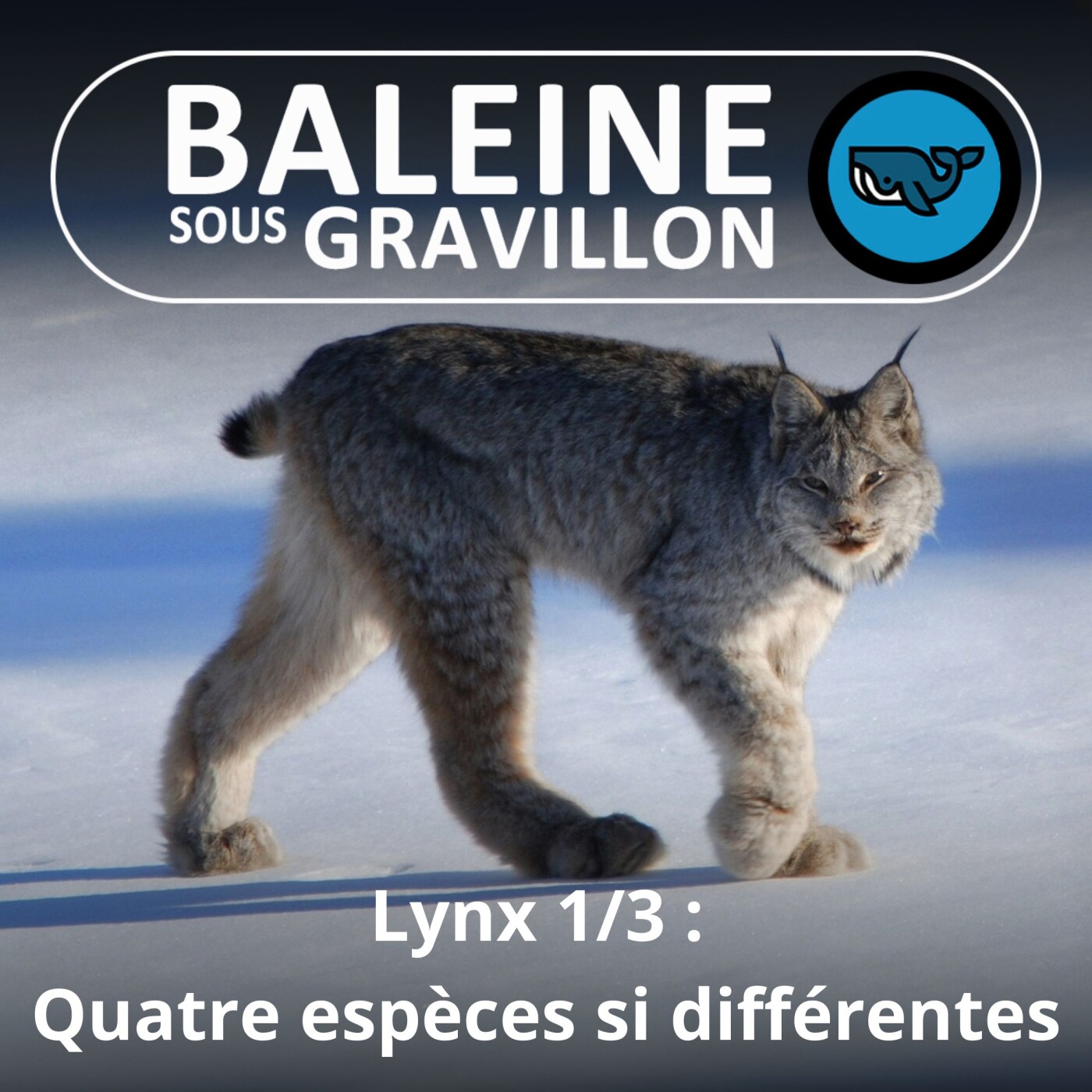 S06E59 Dans l'œil du Lynx 1/3 : Quatre espèces si différentes (Laurent Geslin)