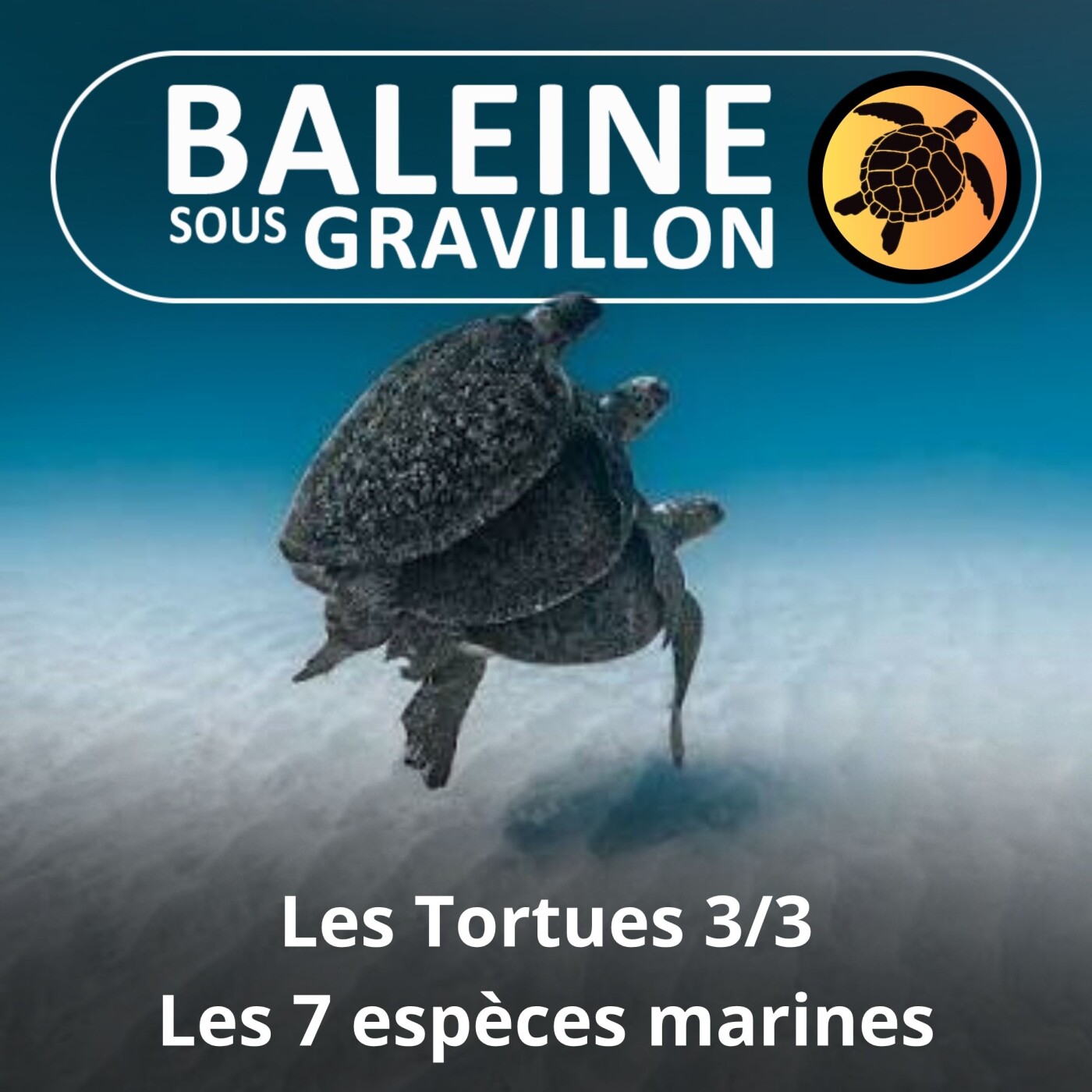 S02E41 Les Tortues 3/3 : Les 7 espèces marines (Françoise Serre-Collet) episode artwork