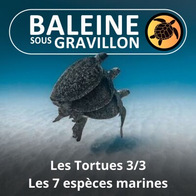 S02E41 Les Tortues 3/3 : Les 7 espèces marines (Françoise Serre-Collet) cover