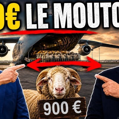 🔴 EXCLUSIF | 900€ le mouton par avion : Yacine Oualid balance le… PREMIER MINISTRE ! cover