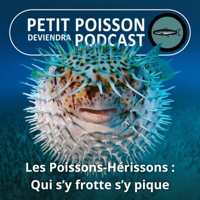 S02E25 Les Poissons-Hérissons : Ceinture et bretelles, gonflables et épineux ! (Tétraodontiformes 5/7) cover