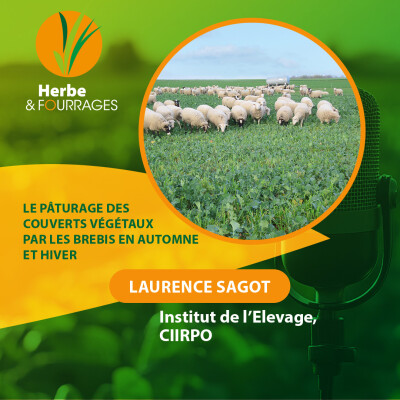 HERBE ET FOURRAGES - Le pâturage des couverts végétaux par les brebis en automne et hiver cover