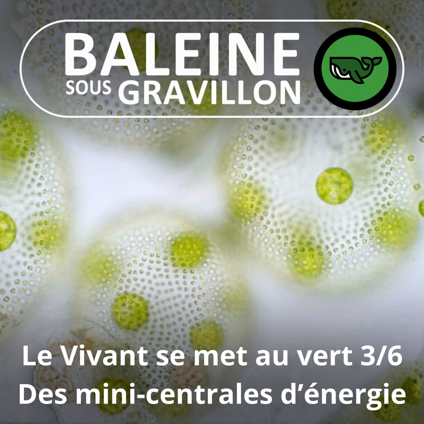 S07E75 Et le Vivant se mit au vert 3/6 : Les feuilles, des mini-centrales d'énergie