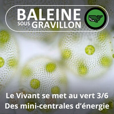 S07E75 Et le Vivant se mit au vert 3/6 : Les feuilles, des mini-centrales d'énergie cover