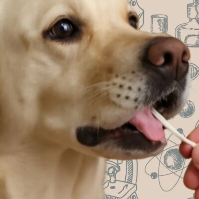 Test ADN chez les chiens cover