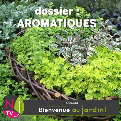 DOSSIER: PLANTES AROMATIQUES cover