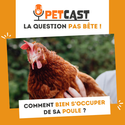 Comment bien s’occuper de sa poule ? cover