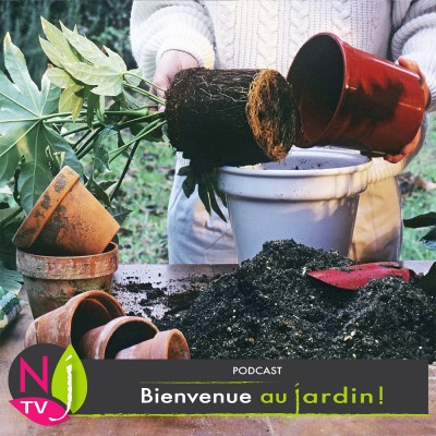 PAROLES D'EXPERT: REMPOTAGE DES PLANTES DE LA MAISON cover