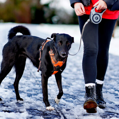 LE 16-19 - Les Canisportifs survoltés cover