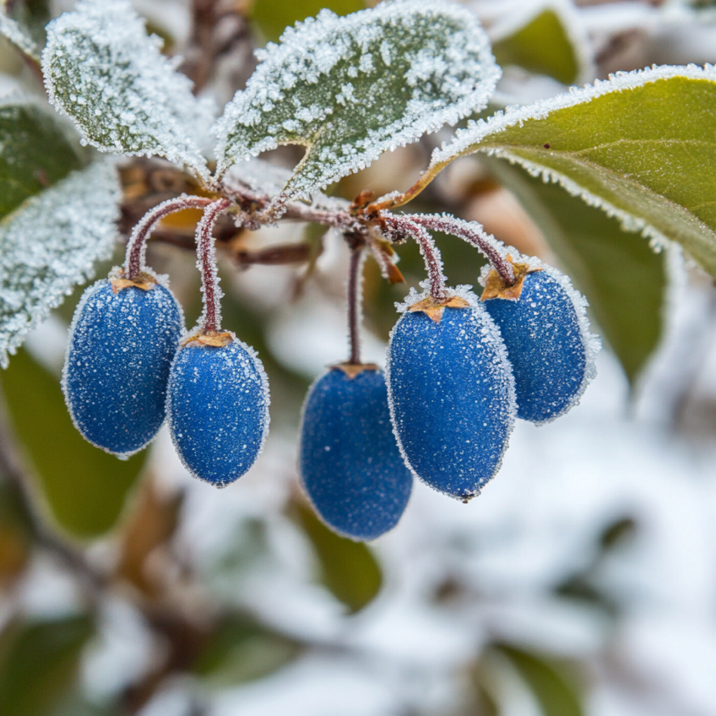 Baie de Mai : la plante comestible qui résiste à -40°C !